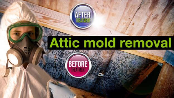 Attic Mold Removal Germantown is the best at removing mold from your attic